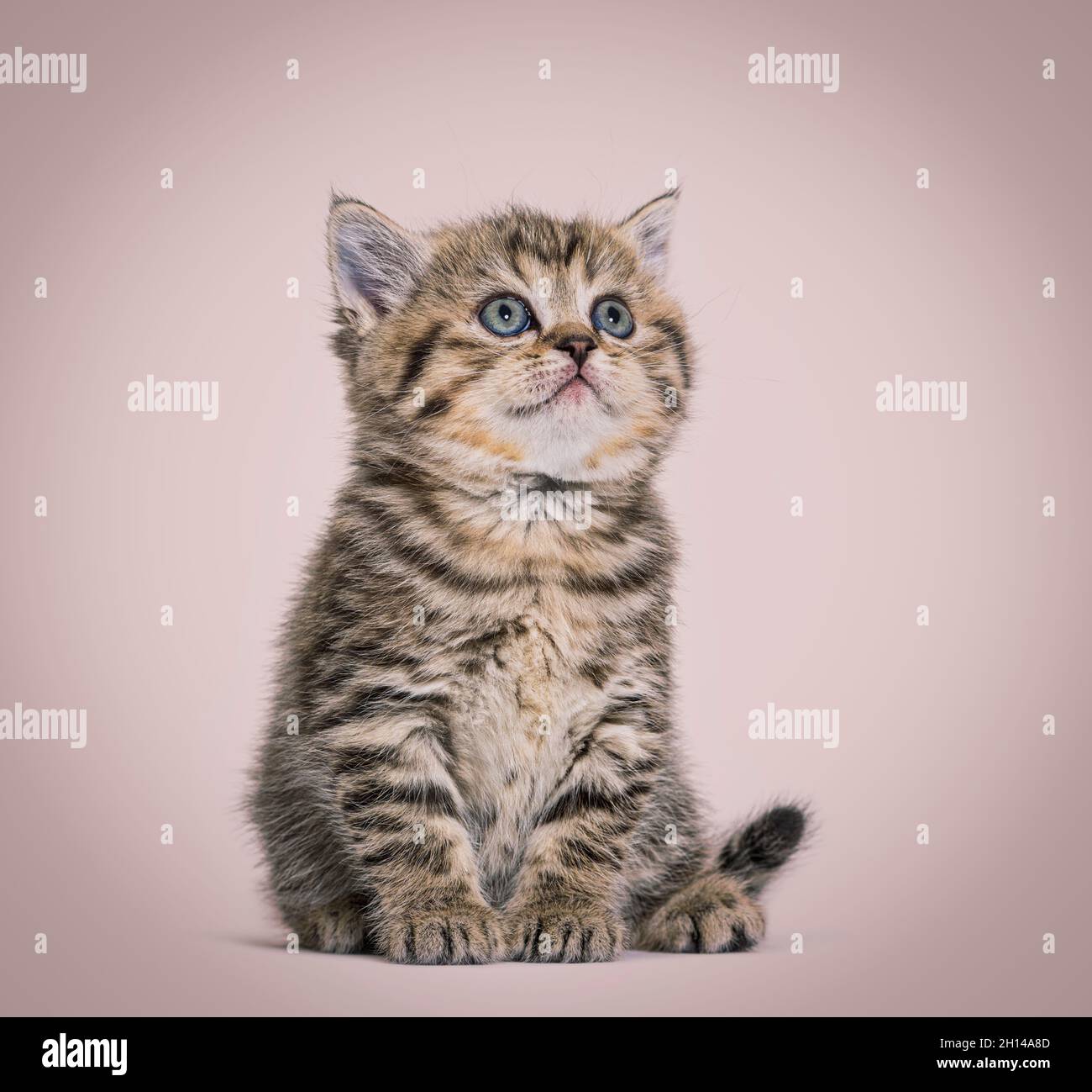 Cute Kitten British Shorthair, isolato su bianco Foto Stock