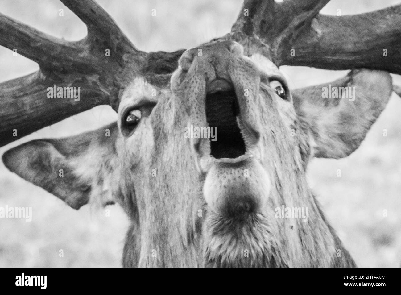 English Red Stag Deer mostra corna, abbaiare, urlare e chiamare, in rutting, stagione di accoppiamento. Woburn, Inghilterra. Foto Stock