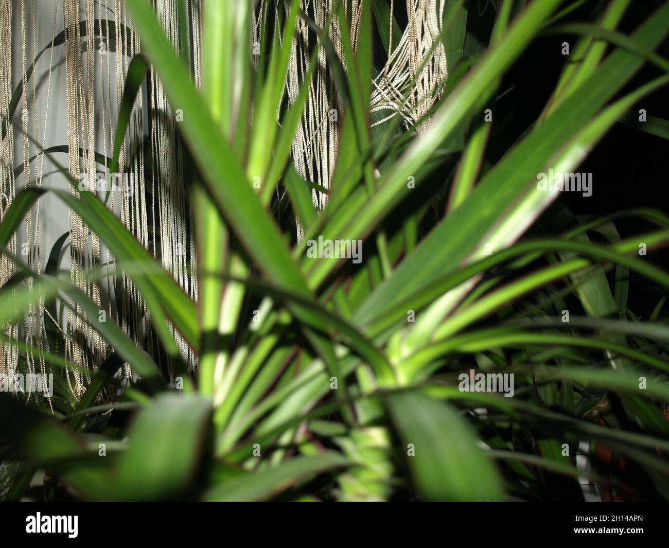 Yucca palma, pianta particolare Foto Stock
