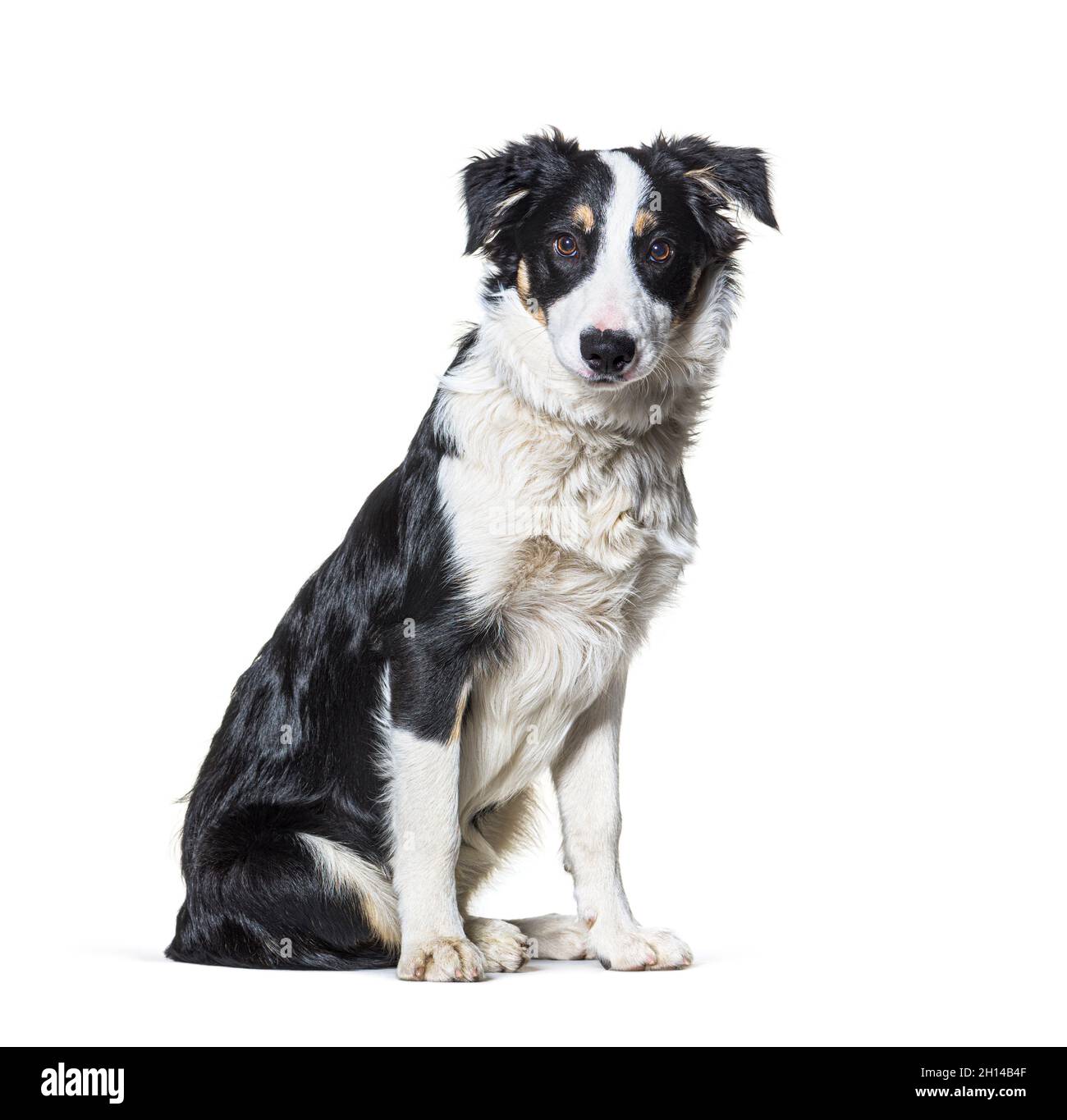 Bordo bianco e nero collie seduto guardando la fotocamera Foto Stock