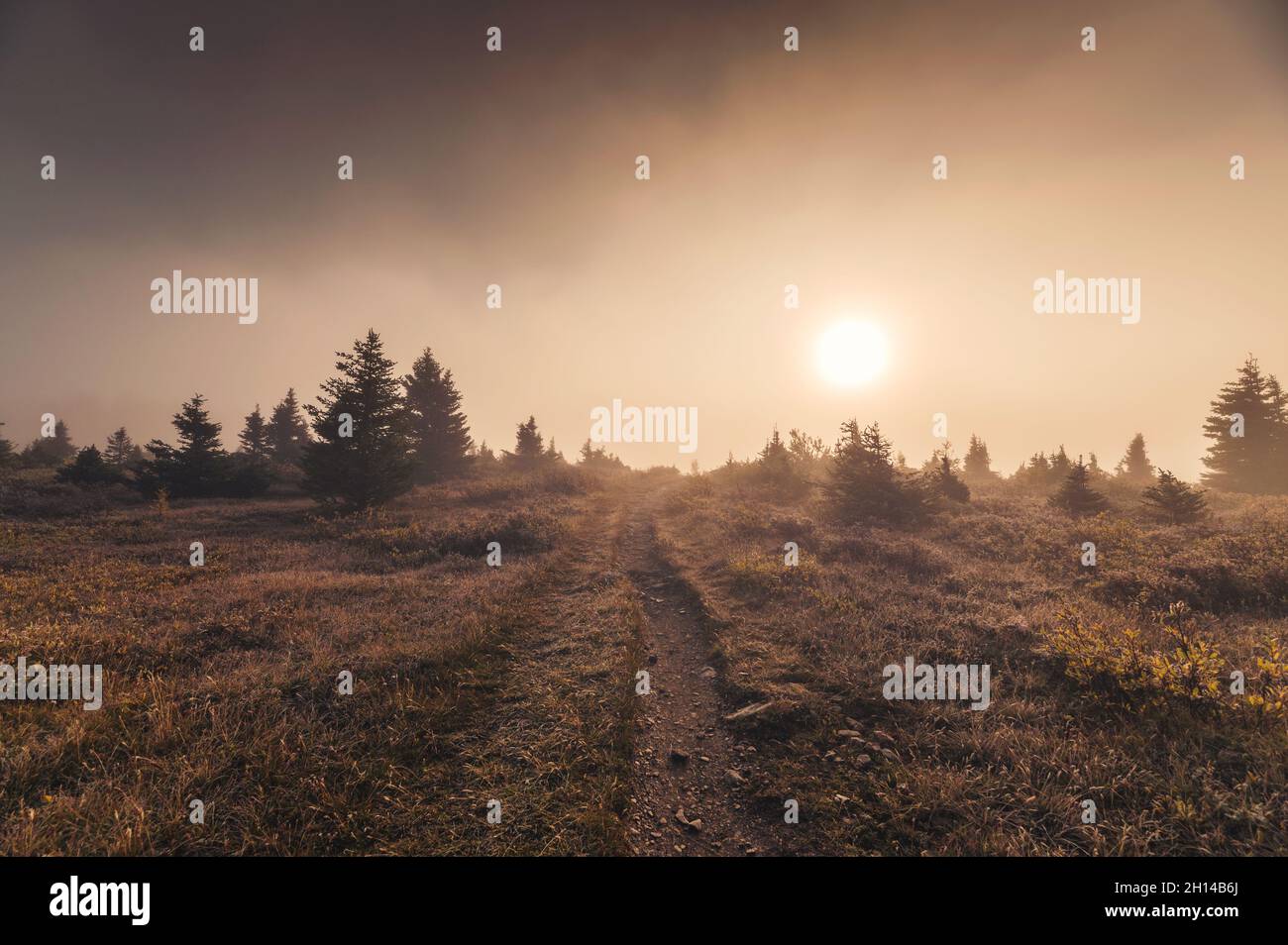 Alba sul campo di nebbia dorata nella natura selvaggia d'autunno al parco nazionale Foto Stock