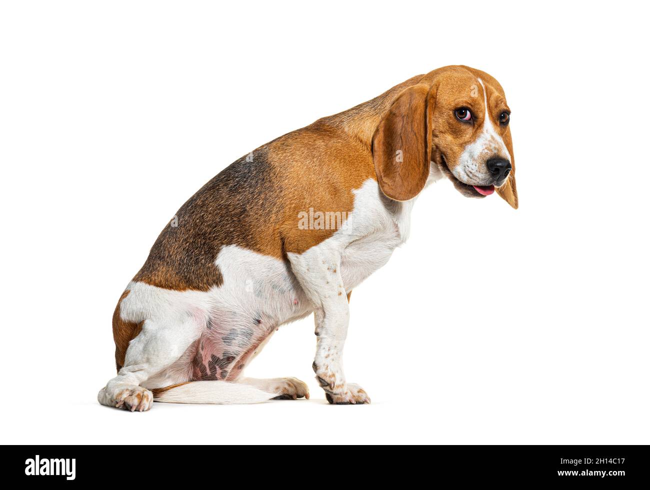 Spaventoso cane Beagle sconvolto facendo un volto, temibile concetto, isolato su bianco Foto Stock