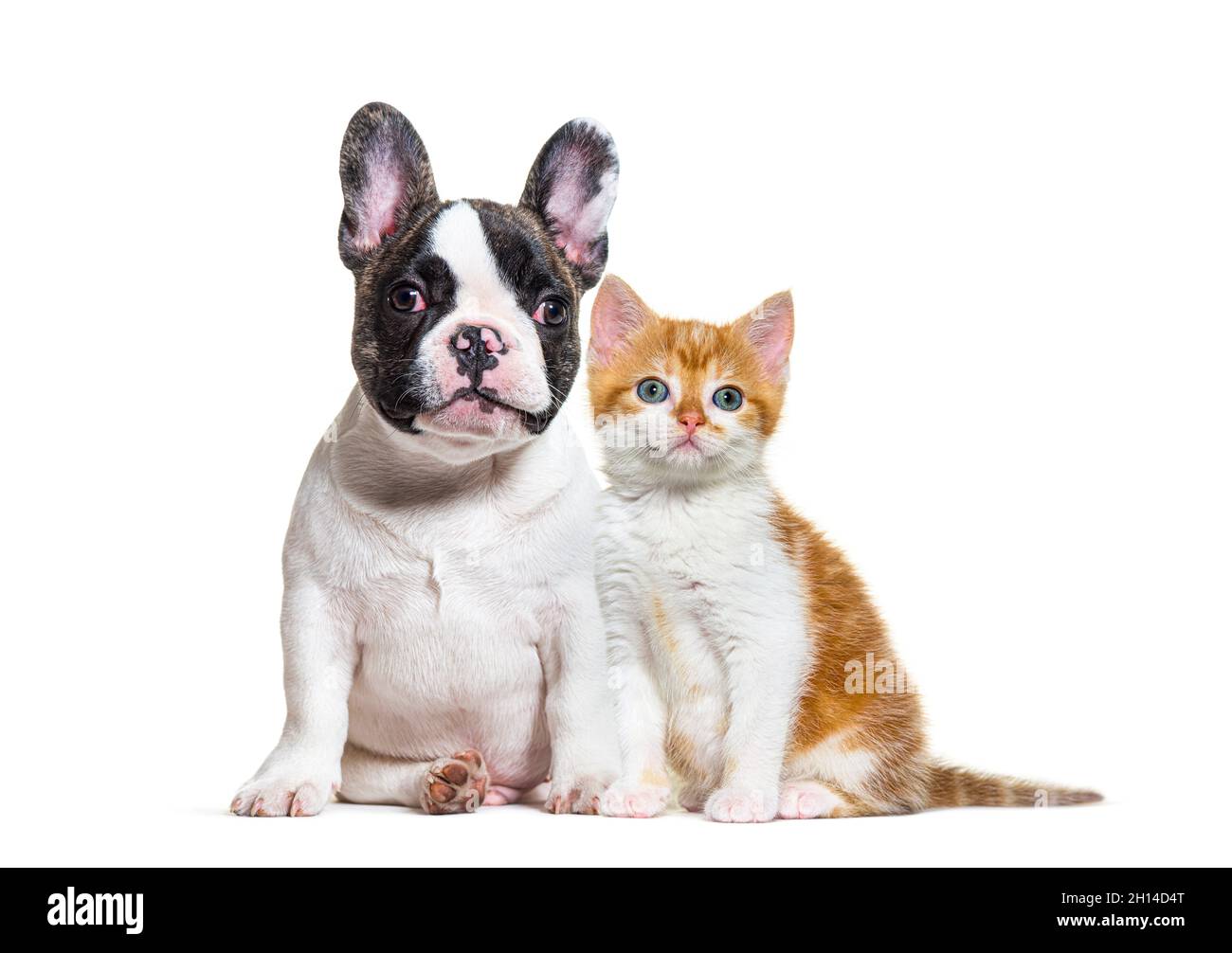 cucciolo francese bulldog e gattino crossbred gatto, gatto e cane, seduta, isolato Foto Stock