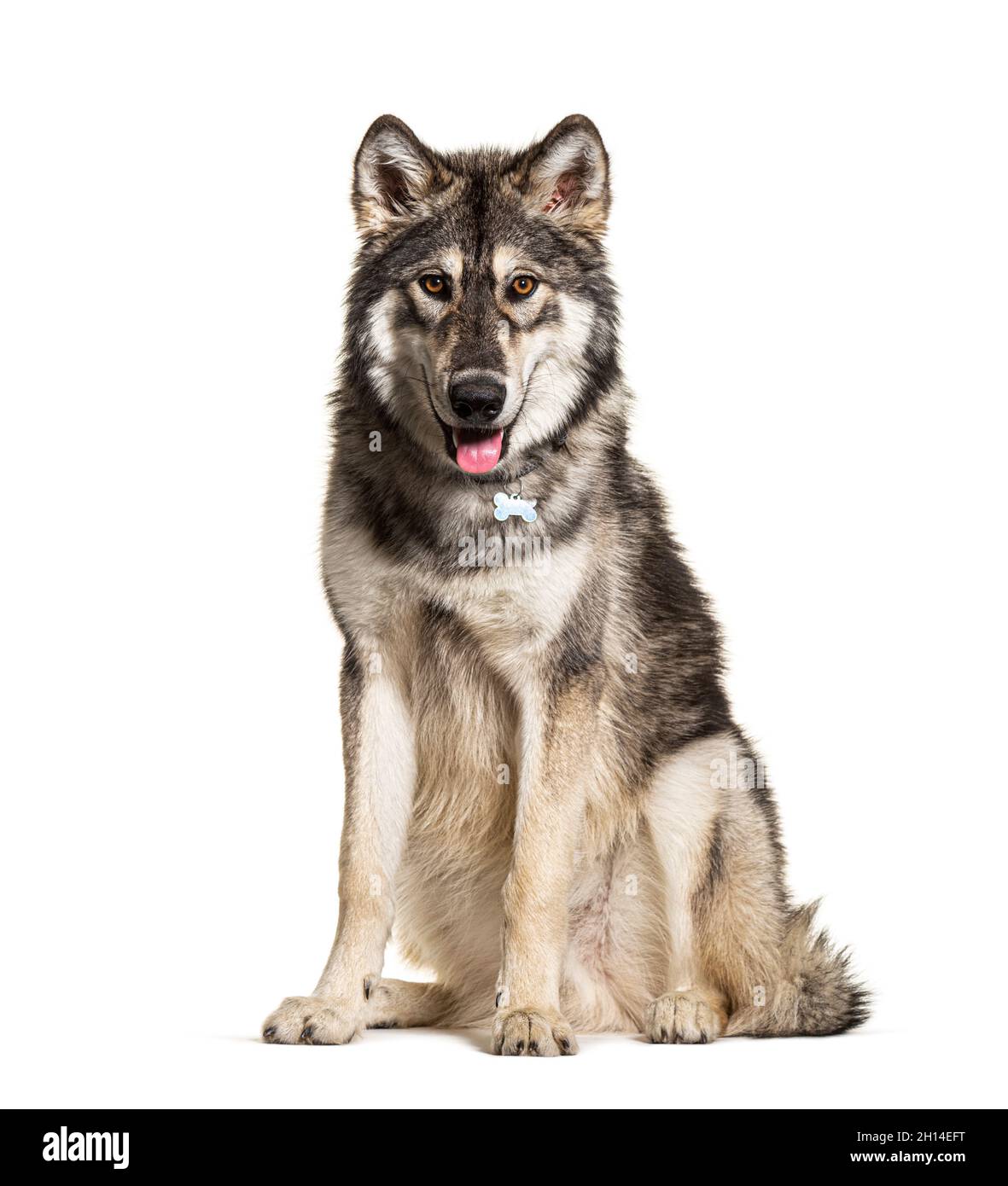 Seduta Northern Inuit Dog ansimare, sembra un lupo, isolato su bianco Foto Stock