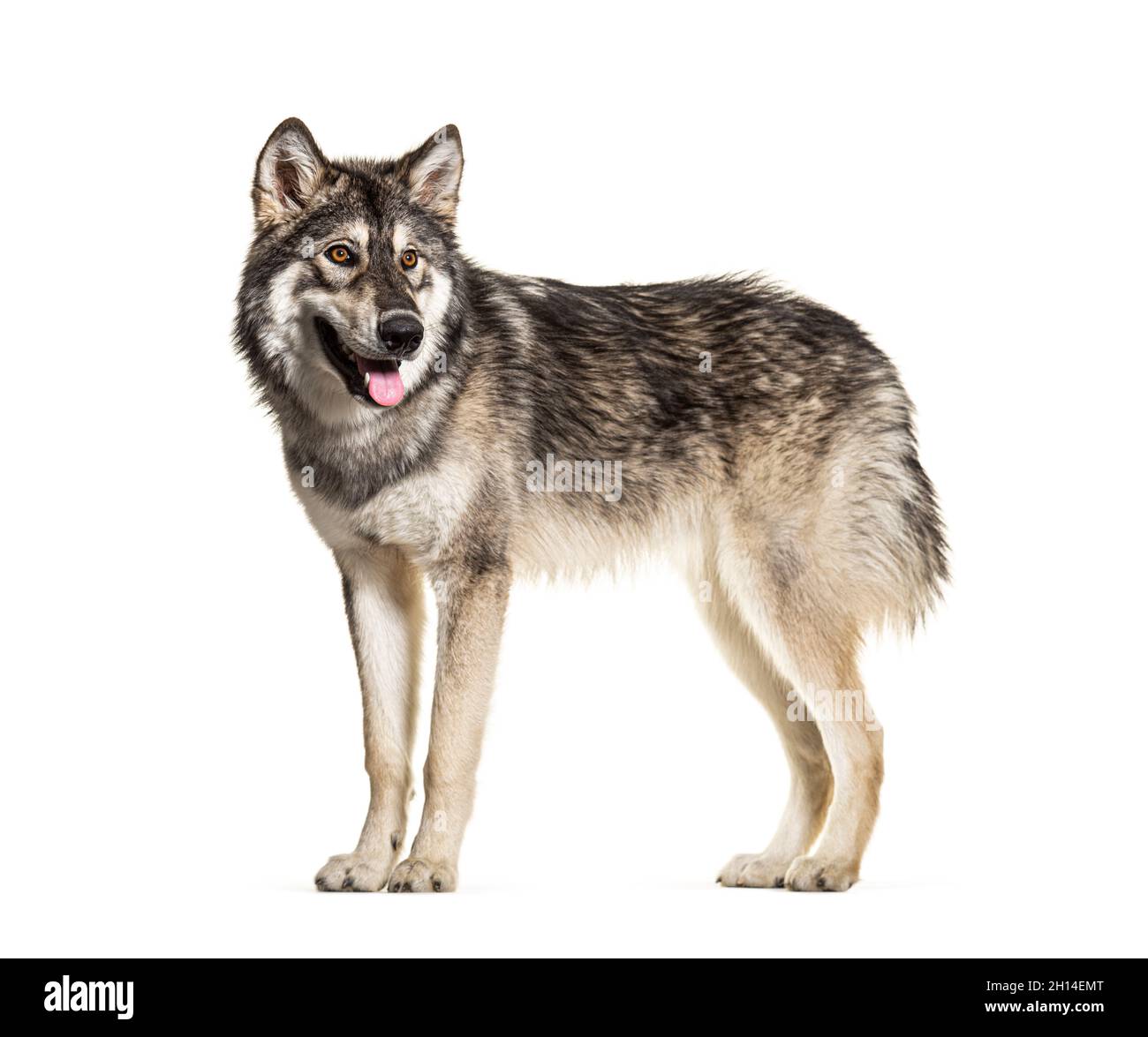 In piedi Northern Inuit Dog ansimare, sembra un lupo, isolato su bianco Foto Stock