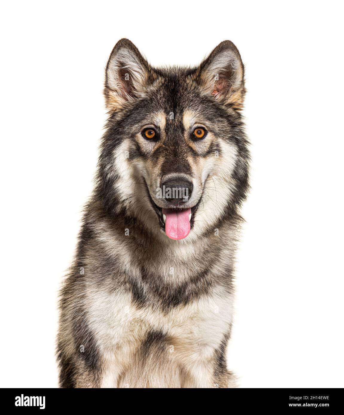 Primo piano ritratto di Northern Inuit Dog ansiming, sembra un lupo, isolato su bianco Foto Stock
