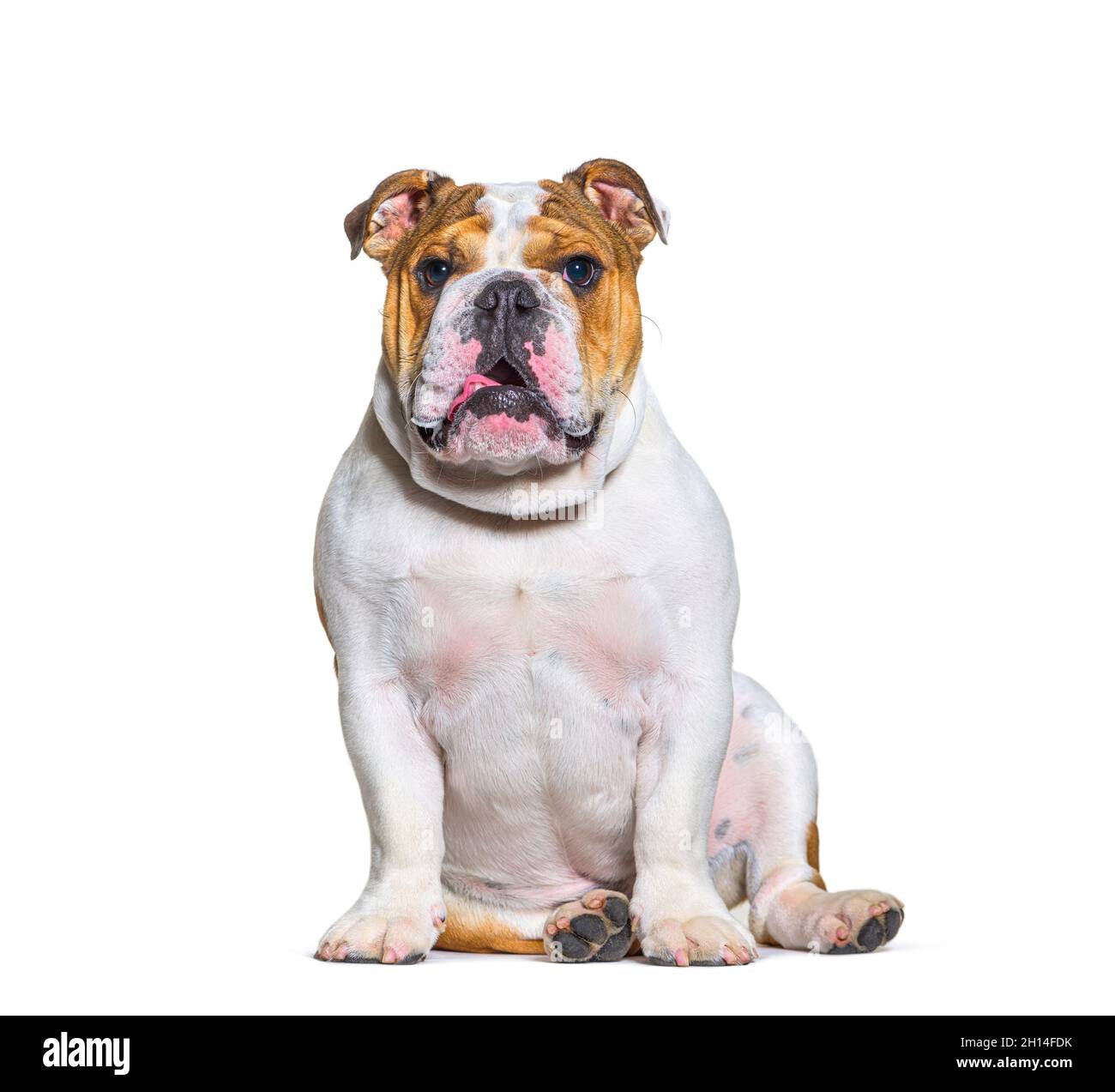 Corride inglesi seduti, guardando la macchina fotografica, isolato Foto Stock