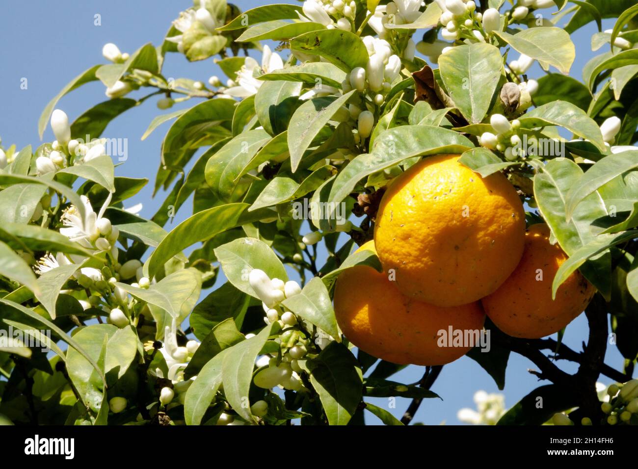 Agrumi aurantium arancio albero fiore e frutta Foto Stock