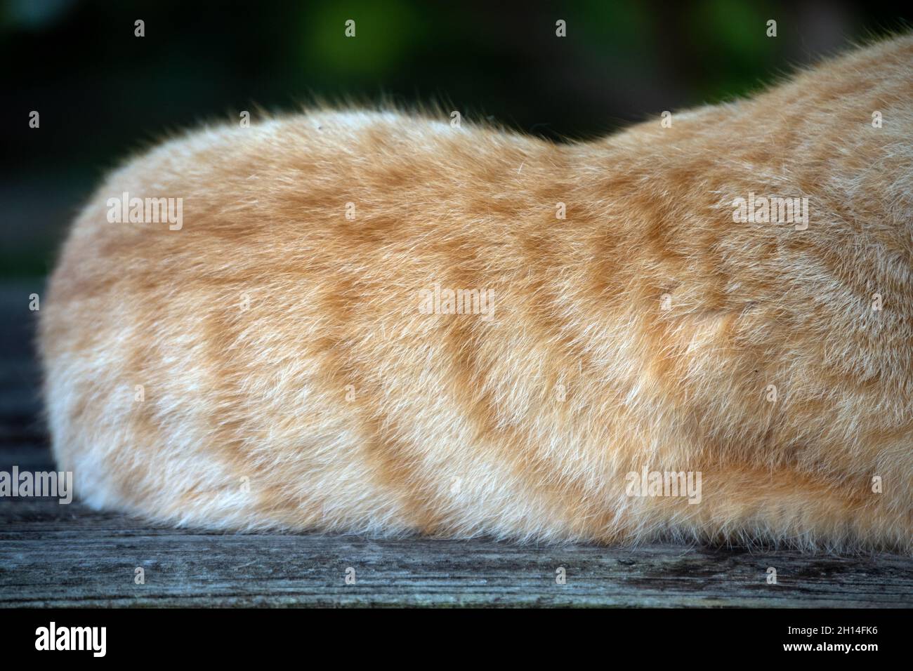 Un gatto tabby bianco e arancione dai capelli corti ha un bel cappotto di pelliccia. Effetto bokeh. Foto Stock