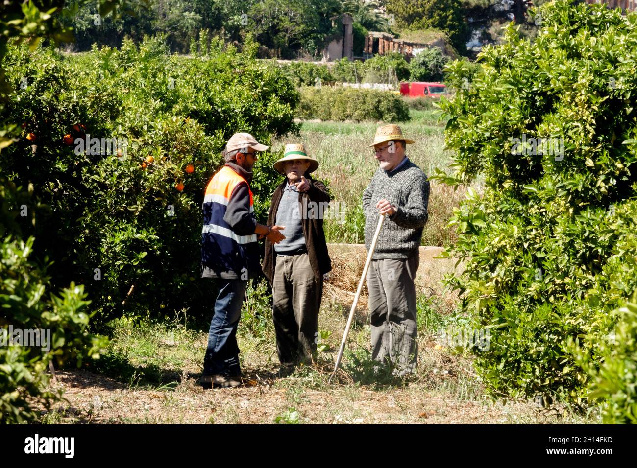 Tre lavoratori agricoli a Valencia arance campo di alberi in Spagna Foto Stock
