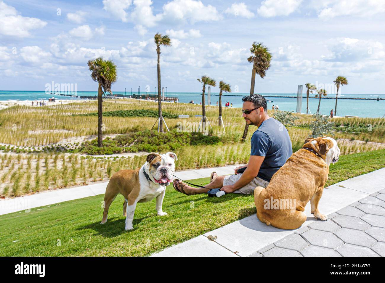 Miami Beach Florida, South Pointe Park Point, Grand Reopening man 2 dogs Bulldog inglese, Oceano Atlantico Foto Stock