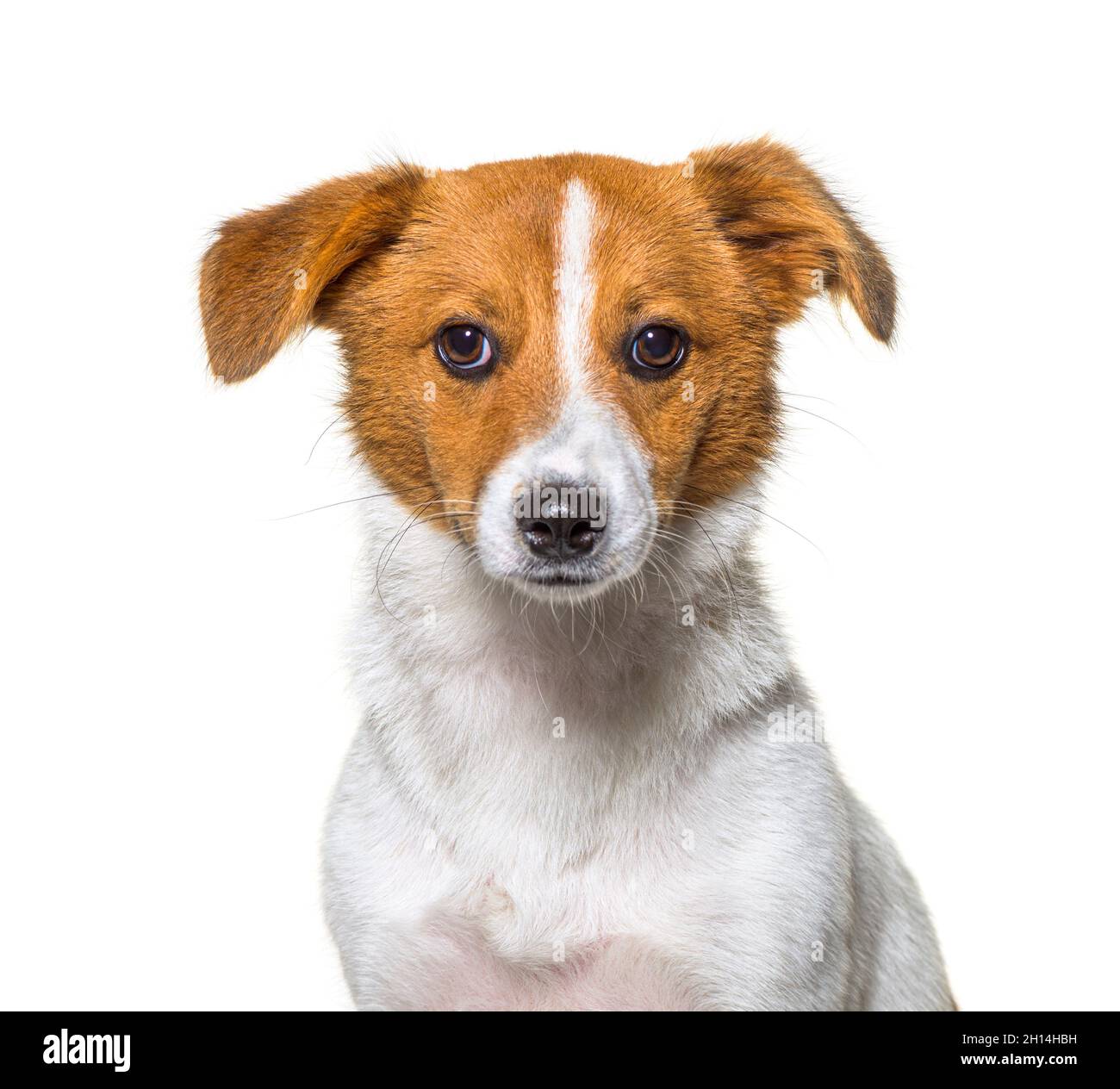 Border Jack è una nuova razza, razza mista tra una collie di confine e un jack russel. Cane giovane, isolato Foto Stock