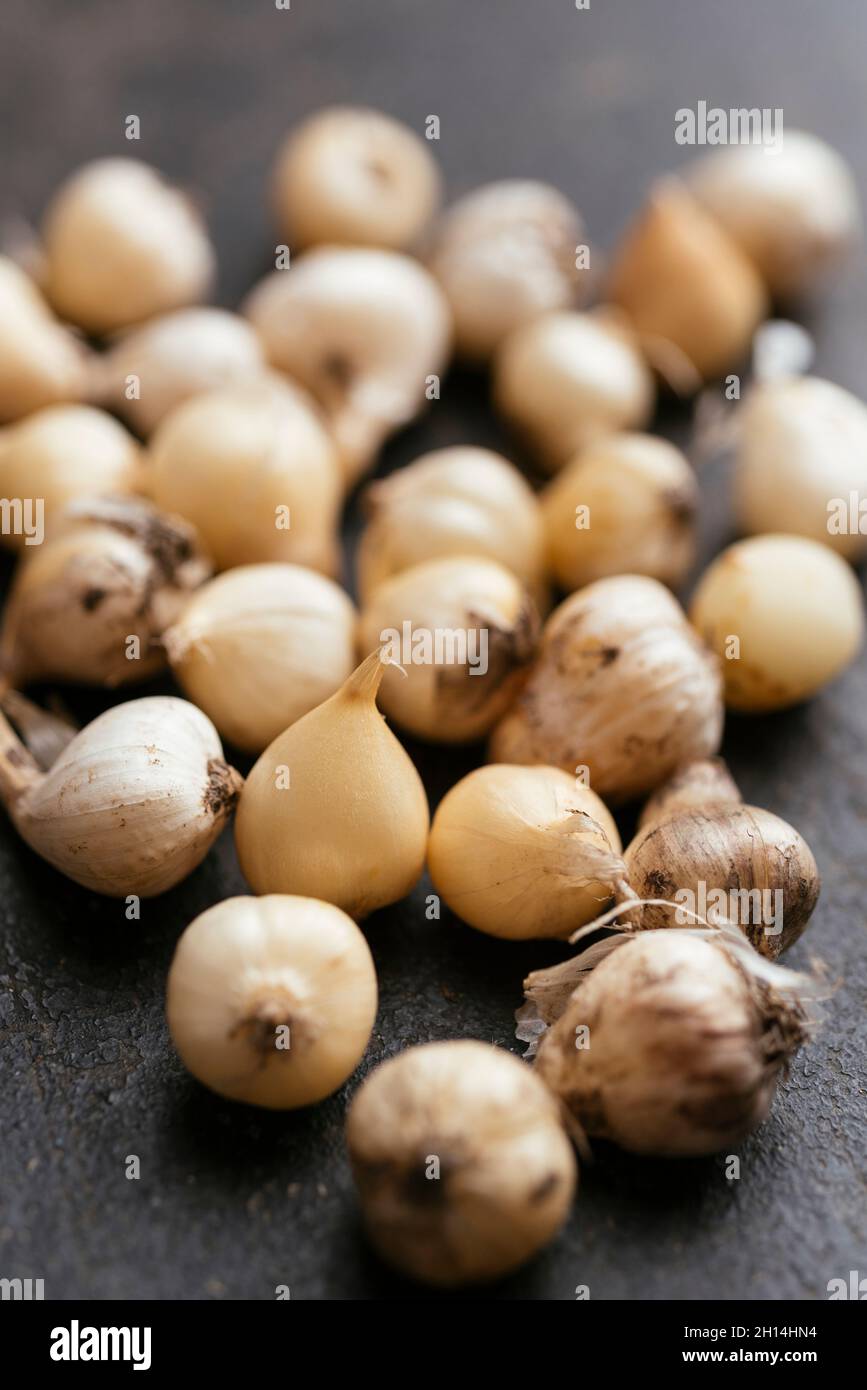 Bulbi di allio (Allium sphaerocephalon) Foto Stock