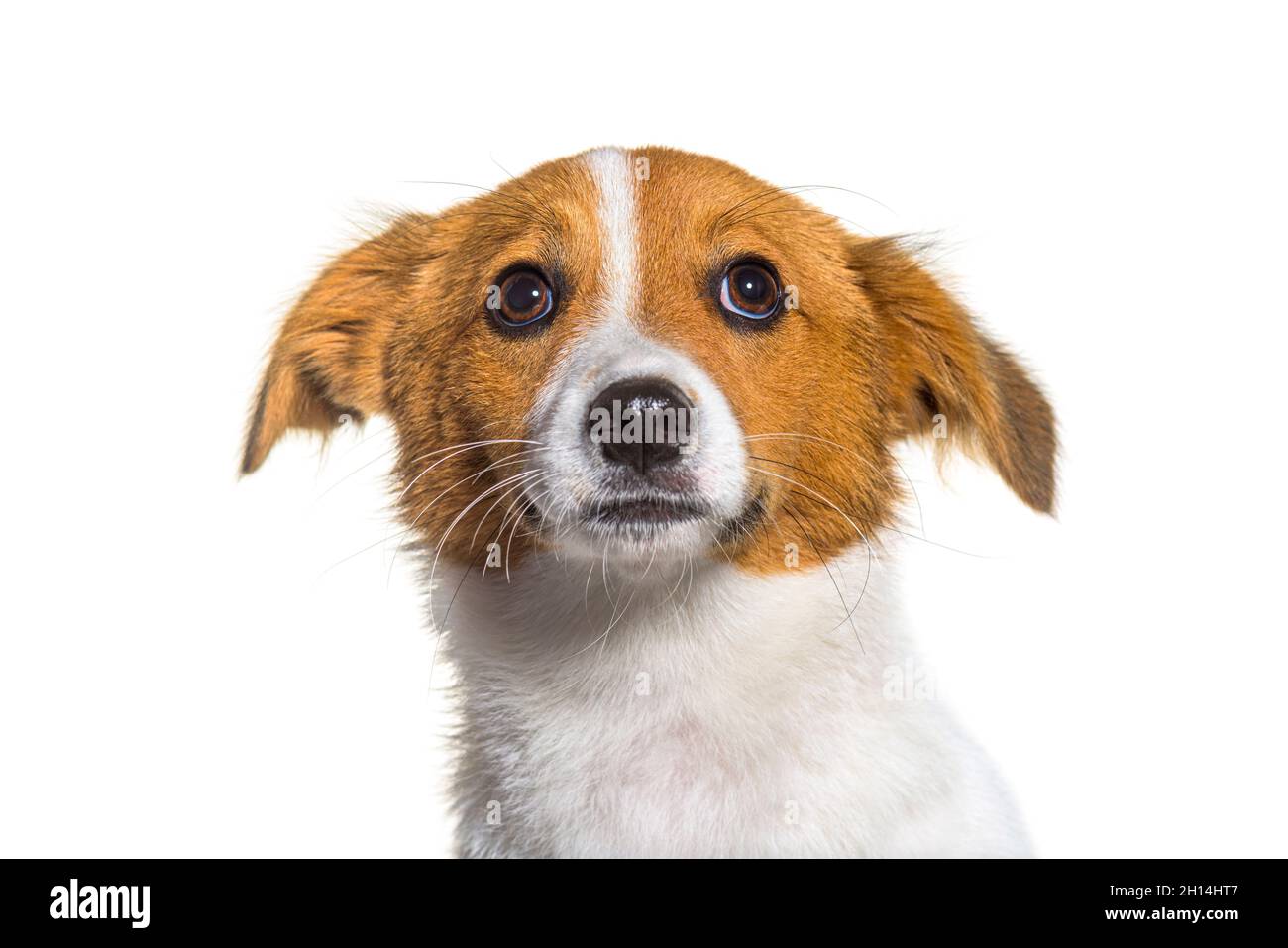 Border Jack è una nuova razza, razza mista tra una collie di confine e un jack russel. Cane giovane, isolato Foto Stock