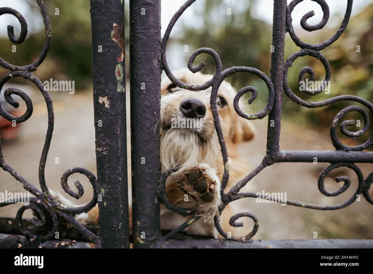 Immagine della profondità di campo poco profonda (fuoco selettivo) con un piccolo cane che sbuccia attraverso una recinzione metallica. Foto Stock