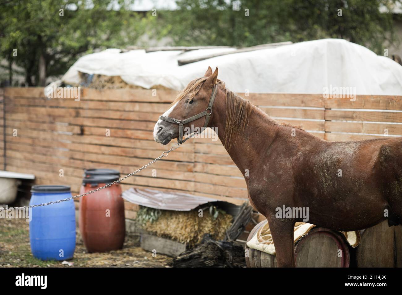 Immagine della profondità di campo poco profonda (fuoco selettivo) con un cavallo maschio utilizzato per tirare carrelli in legno nella Romania rurale. Foto Stock