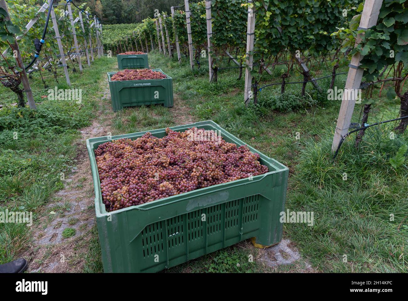 Viticoltura a Glen-Mazzon, Alto Adige, Italia Foto Stock