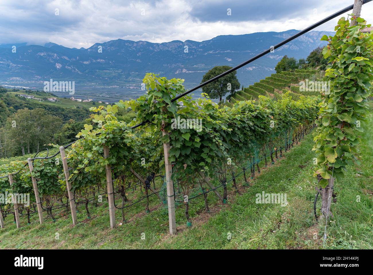 Viticoltura a Glen-Mazzon, Alto Adige, Italia Foto Stock