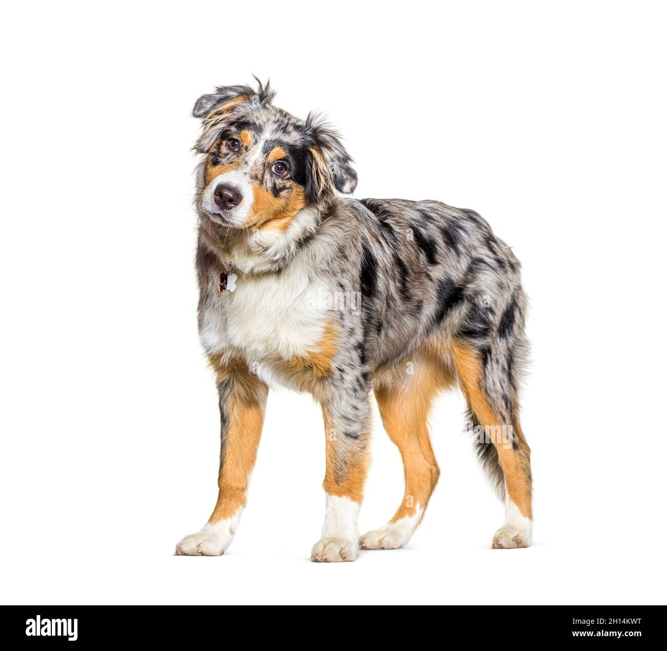Blu pastore australiano merle Foto Stock