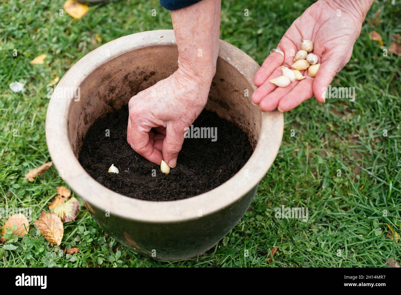 Giardiniere piantando le cipolle blu del globo (Allium caeruleum) bulbi in una pentola in autunno. Foto Stock