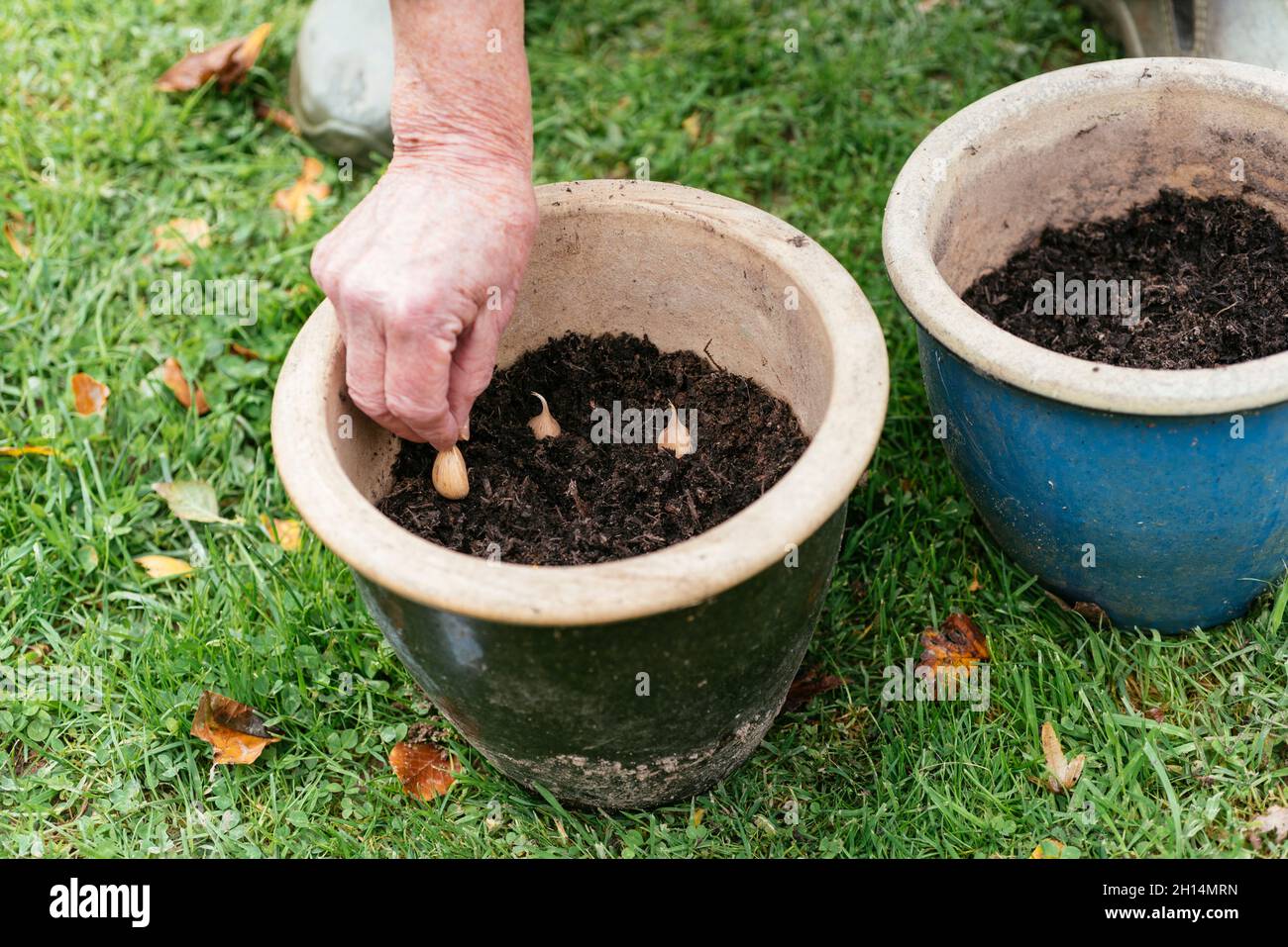 Giardiniere piantando bulbi di iris reticolata in una pentola in autunno. Foto Stock