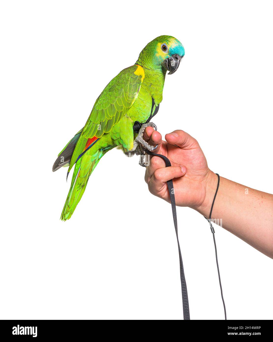 Vista laterale dell'amazzonia frontata dal turchese, tenuta in una mano umana con un'imbracatura Foto Stock