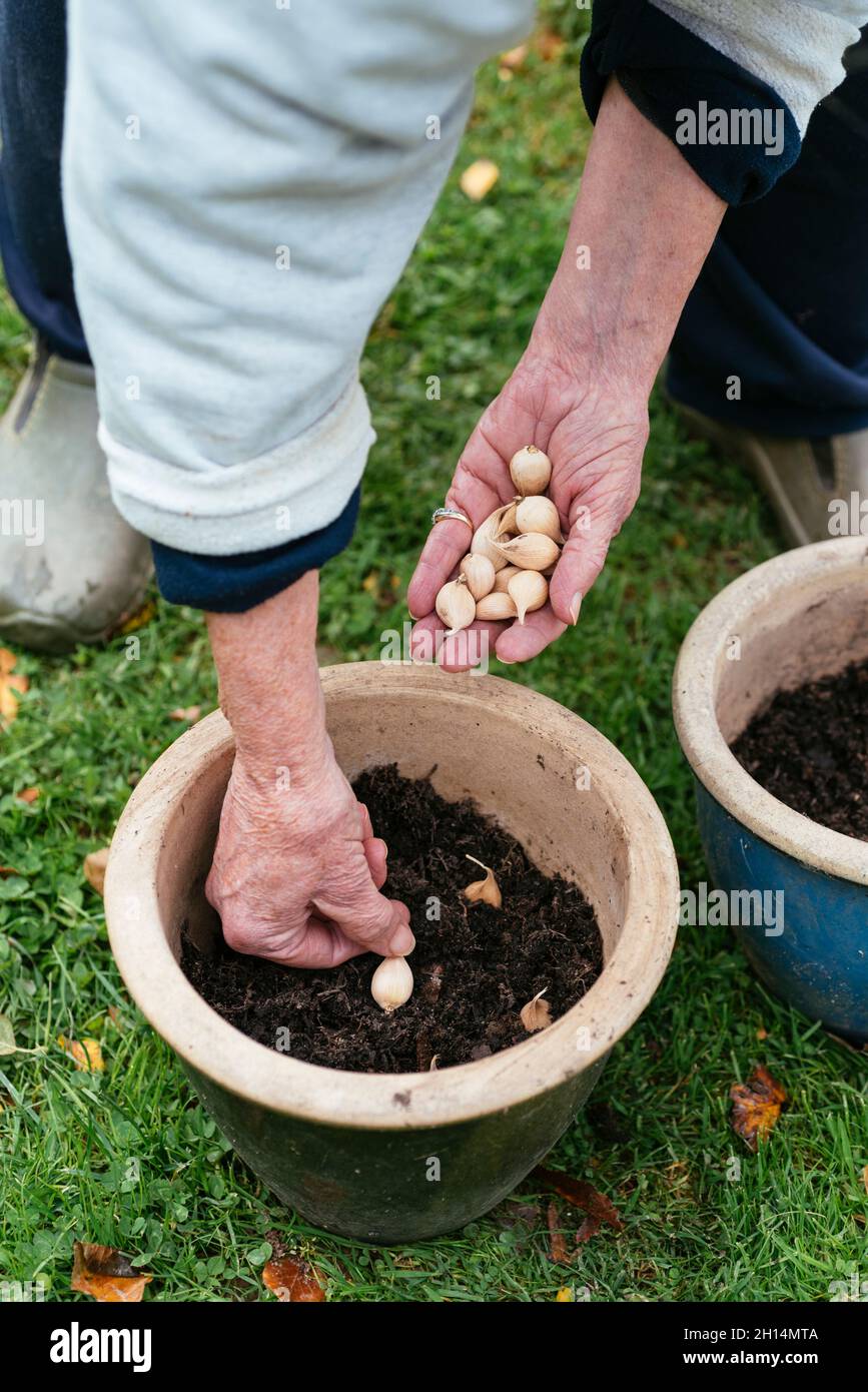Giardiniere piantando bulbi di iris reticolata in una pentola in autunno. Foto Stock