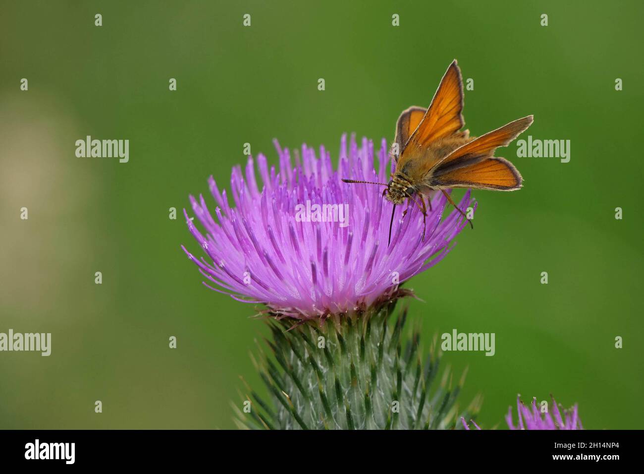 Skipper piccolo su Thistle Foto Stock