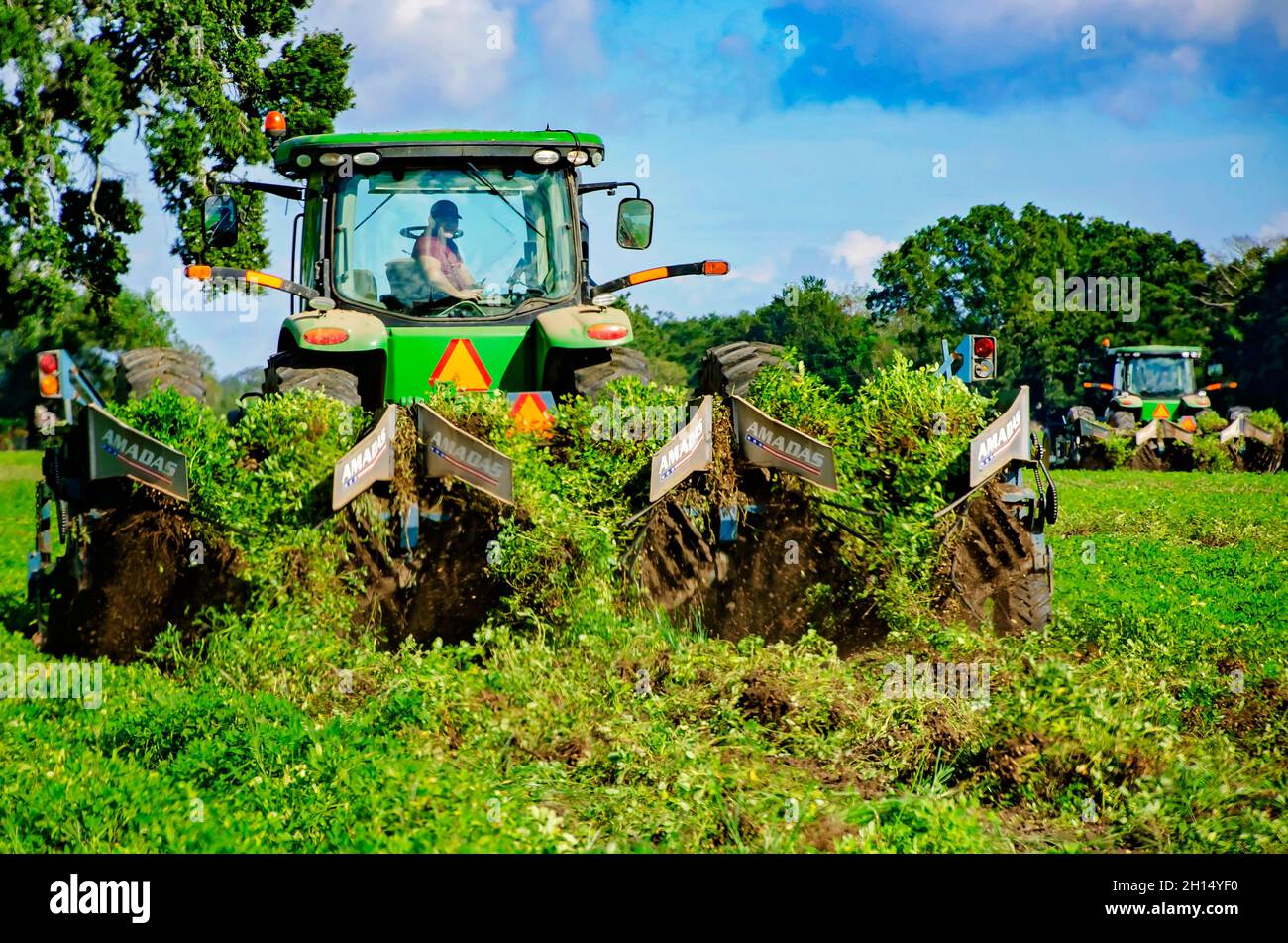 Un coltivatore raccoglie le arachidi usando un digestivo di arachidi, 15 ottobre 2021, in Grand Bay, Alabama. Foto Stock