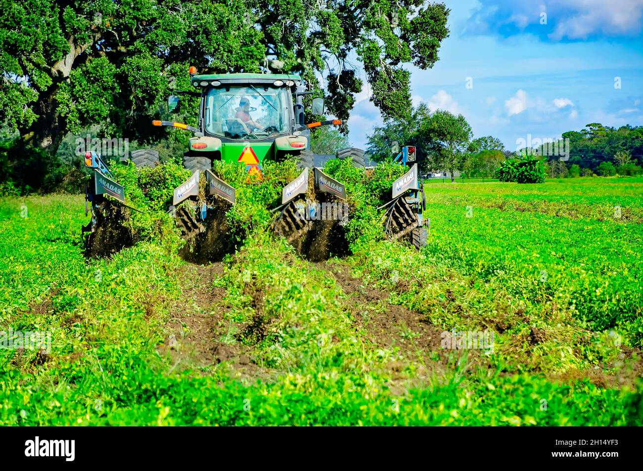 Un coltivatore raccoglie le arachidi usando un digestivo di arachidi, 15 ottobre 2021, in Grand Bay, Alabama. Foto Stock