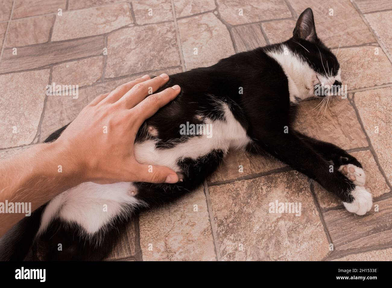 La mano del ragazzo batte e tocca lo stomaco di un gatto nero incinta,  primo piano Foto stock - Alamy