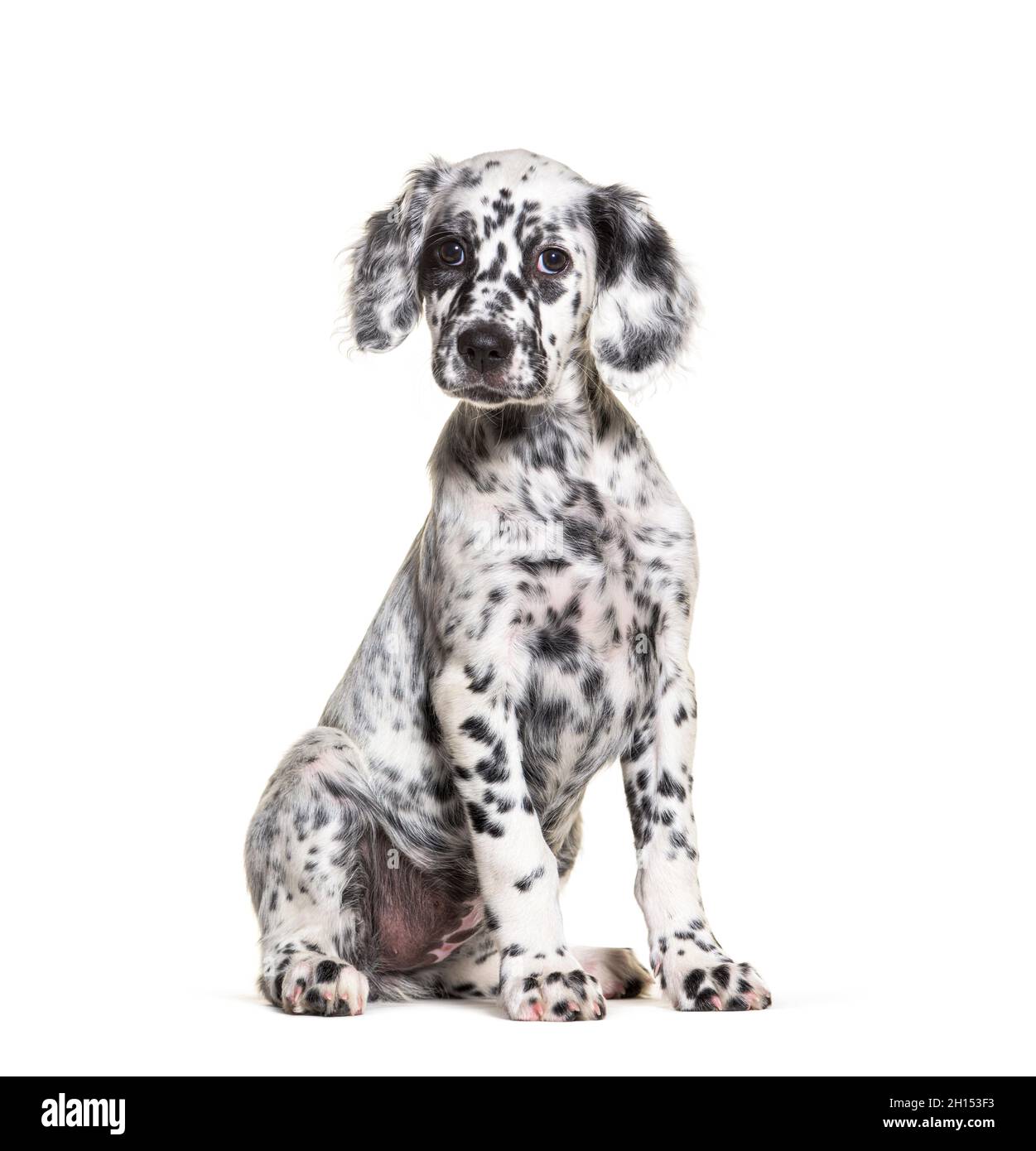 Seduta Puppy inglese setter macchiato bianco e nero, due mesi di età, isolato Foto Stock