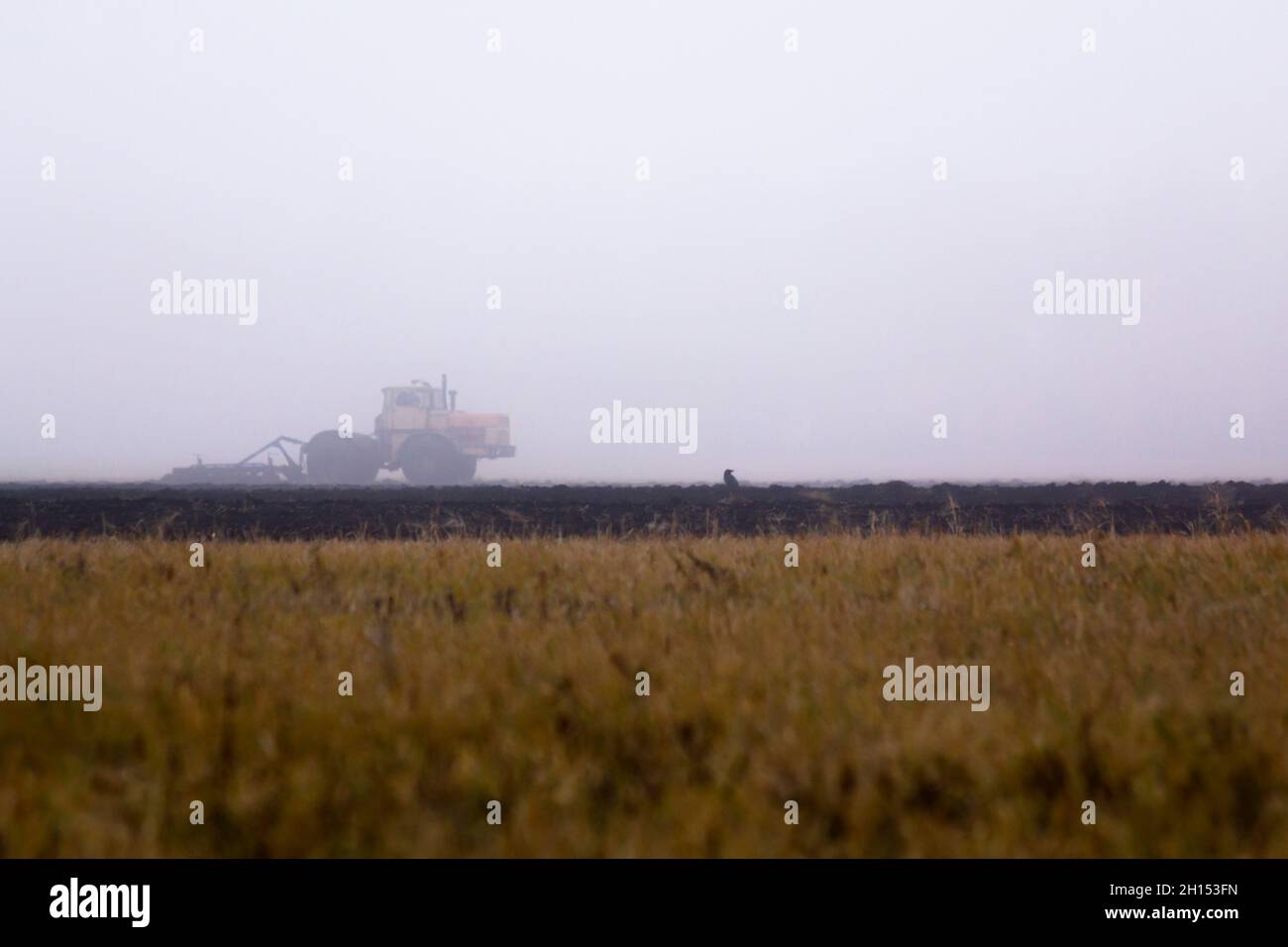 Un corvo siede su un terreno arabile che è molestato da un trattore in una mattina presto nebbia. Foto Stock