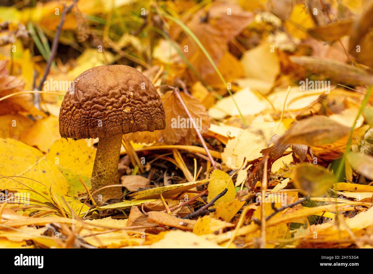 Vecchio fungo di betulla commestibile cresce nella foresta in una mattina nuvolosa di inizio autunno. Foto Stock