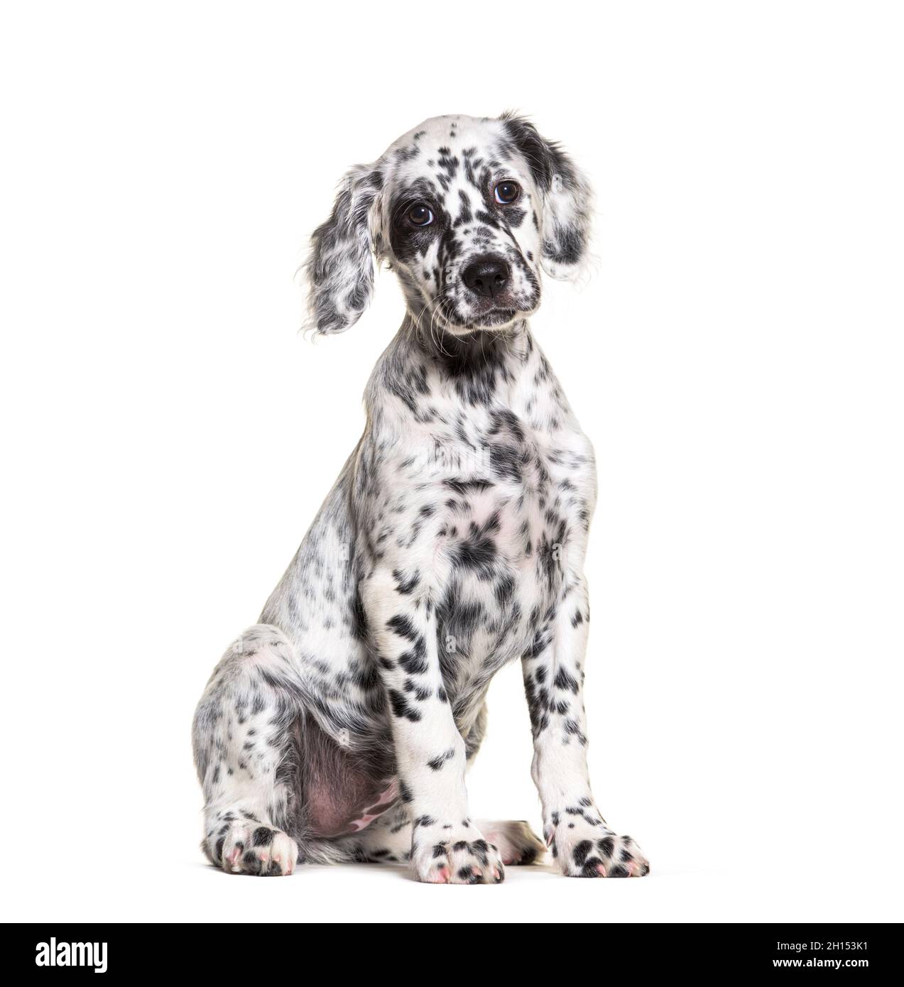 Seduta Puppy inglese setter macchiato bianco e nero, due mesi di età, isolato Foto Stock
