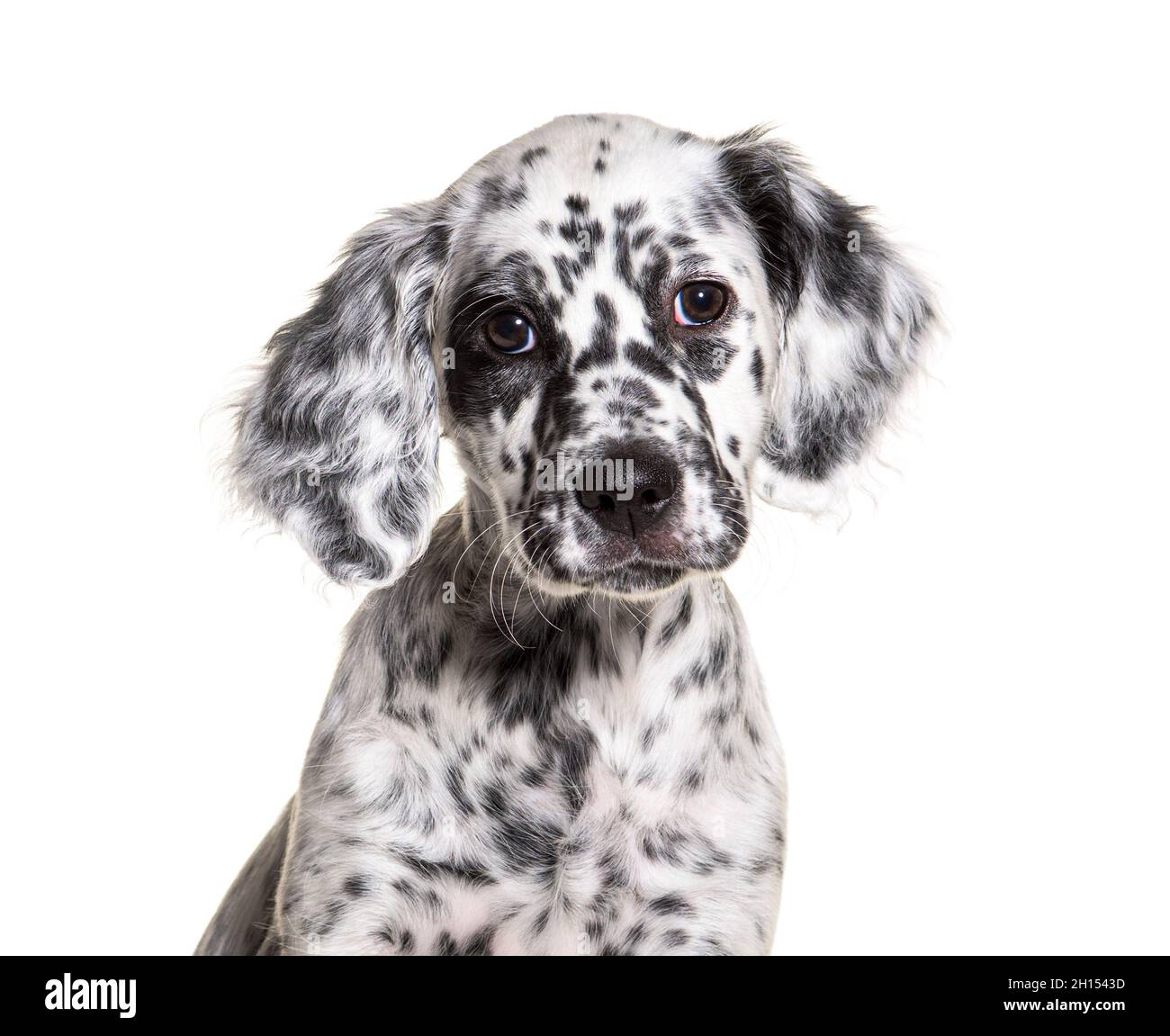 testa ritratto cucciolo inglese setter cane macchiato bianco e nero, due mesi di età Foto Stock