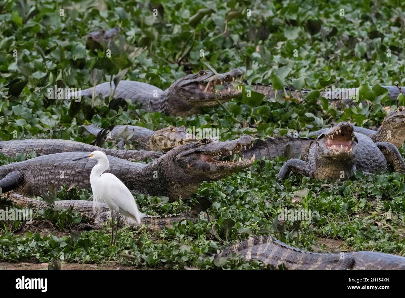 Jacare caimani, Caiman yacare, riposo. Pantanal, Mato Grosso, Brasile Foto Stock