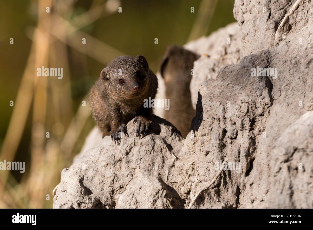 Una manica nana, Helogale parvula, su un tumulo di termiti. Concessione Khwai, Delta Okavango, Botswana Foto Stock