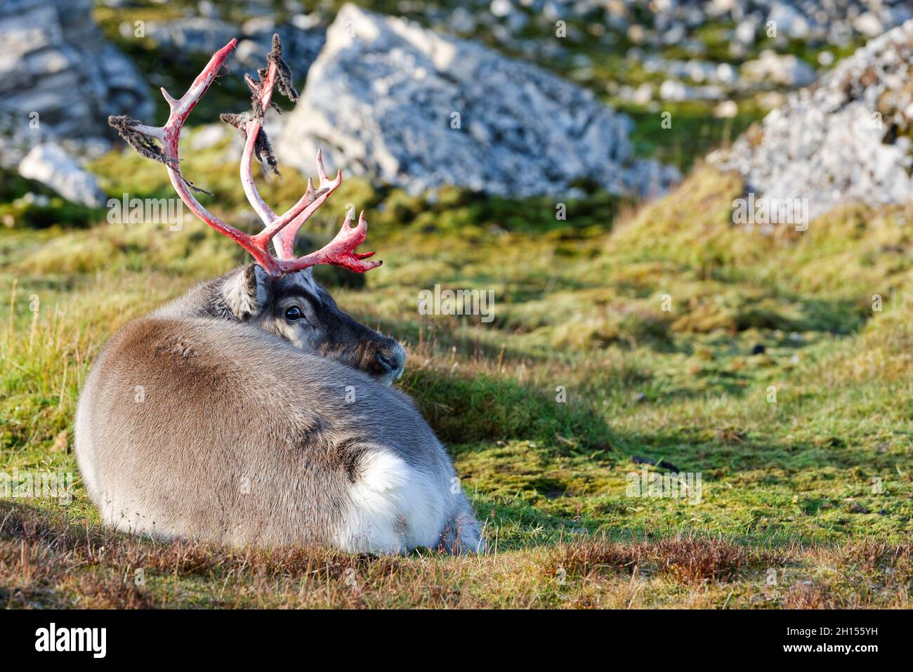 Renna Svalbard (Rangifer tarandus platyrhynchus) con corna rosse sanguinose si trova sul Tundra, Alkhornet, Spitsbergen, Svalbard, Norvegia Foto Stock