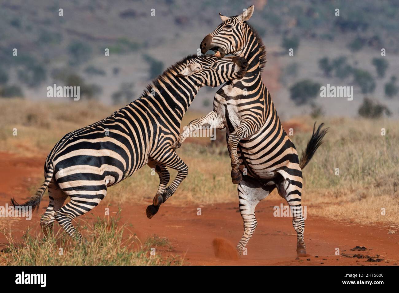 Due zebre comuni, Equus quagga, combattendo. Voi, Tsavo Conservation Area, Kenya. Foto Stock