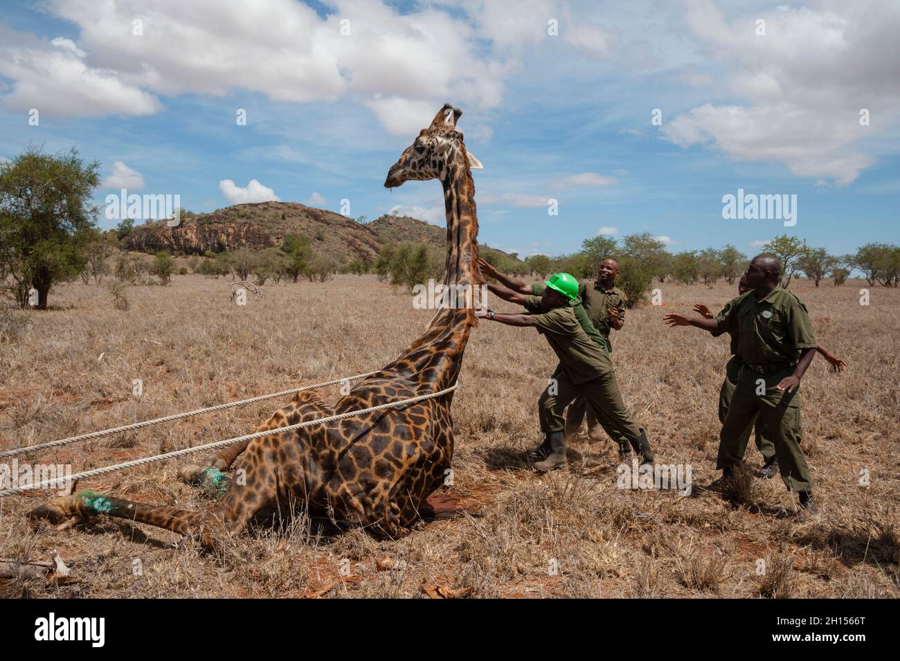 Una giraffa ferita si risveglia dall'anastesia dopo essere stata trattata da Kenya Wildlife Services unità veterinaria mobile. Voi, Lualenyi Game Reserve, Kenya. Foto Stock