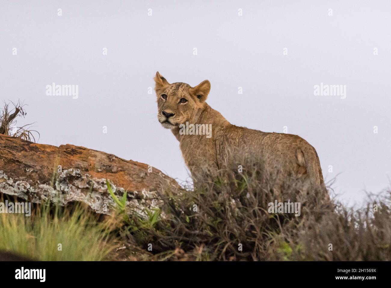 Un cucciolo di leone, Panthera leo, che riposa su un kopje noto come Lion Rock nella Riserva Lualenyi. Voi, Parco Nazionale Tsavo, Kenya. Foto Stock