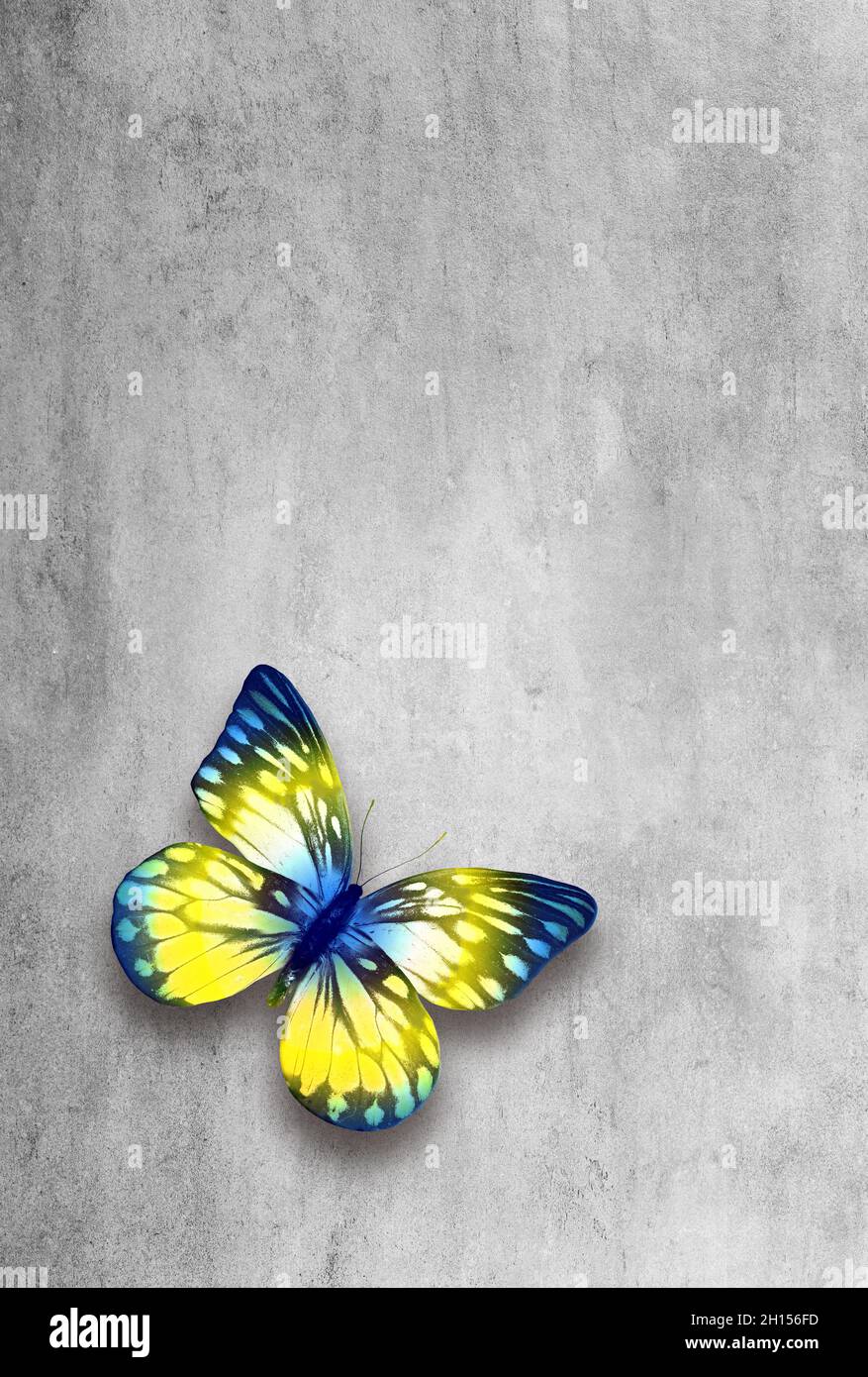 Astratto grunge grigio fondo in calcestruzzo con farfalla colorata Foto Stock