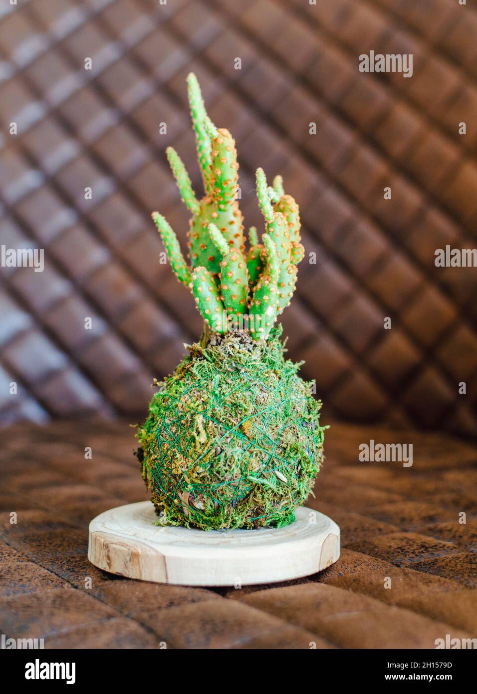 Kokedama di un piccolo cactus chiamato Opuntia microdasys anche conosciuto come cactus dell'orecchio del coniglietto Foto Stock