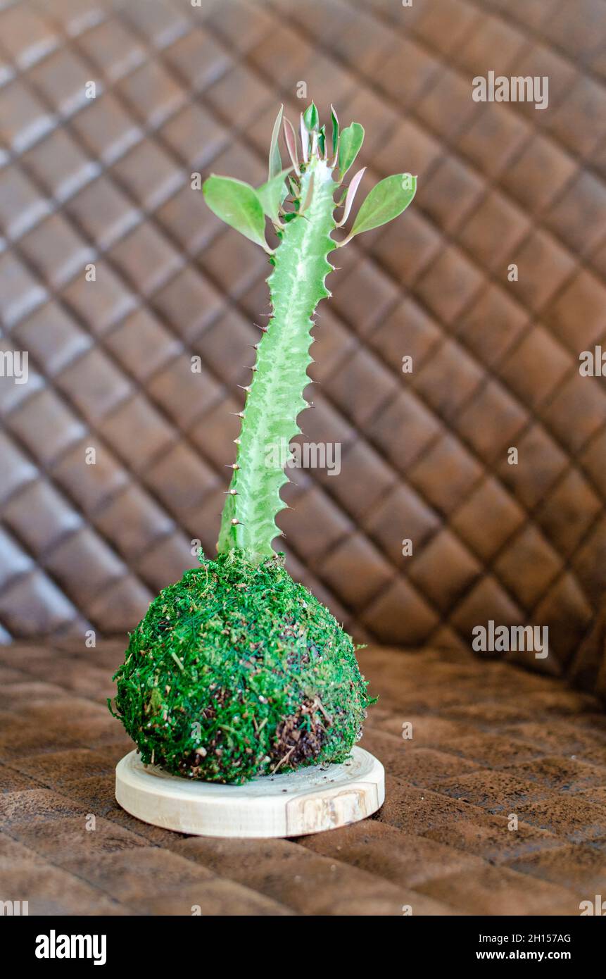 Kokedama di una pianta succulenta chiamata Euphorbia trigona anche conosciuta come albero di latte africano o cactus cattedrale. Foto Stock