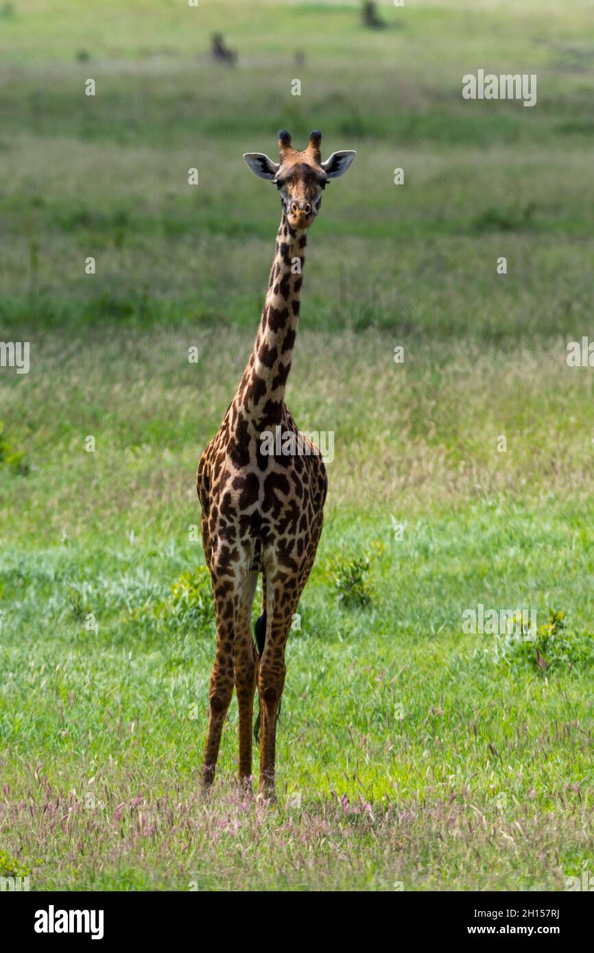 Una giraffa Masai, Giraffa camelopardalis, guardando la macchina fotografica. Voi, Tsavo, Kenya Foto Stock