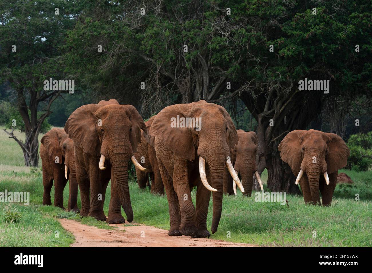 Una parata di elefanti africani, Loxodonta africana, a piedi. Voi, Tsavo, Kenya Foto Stock