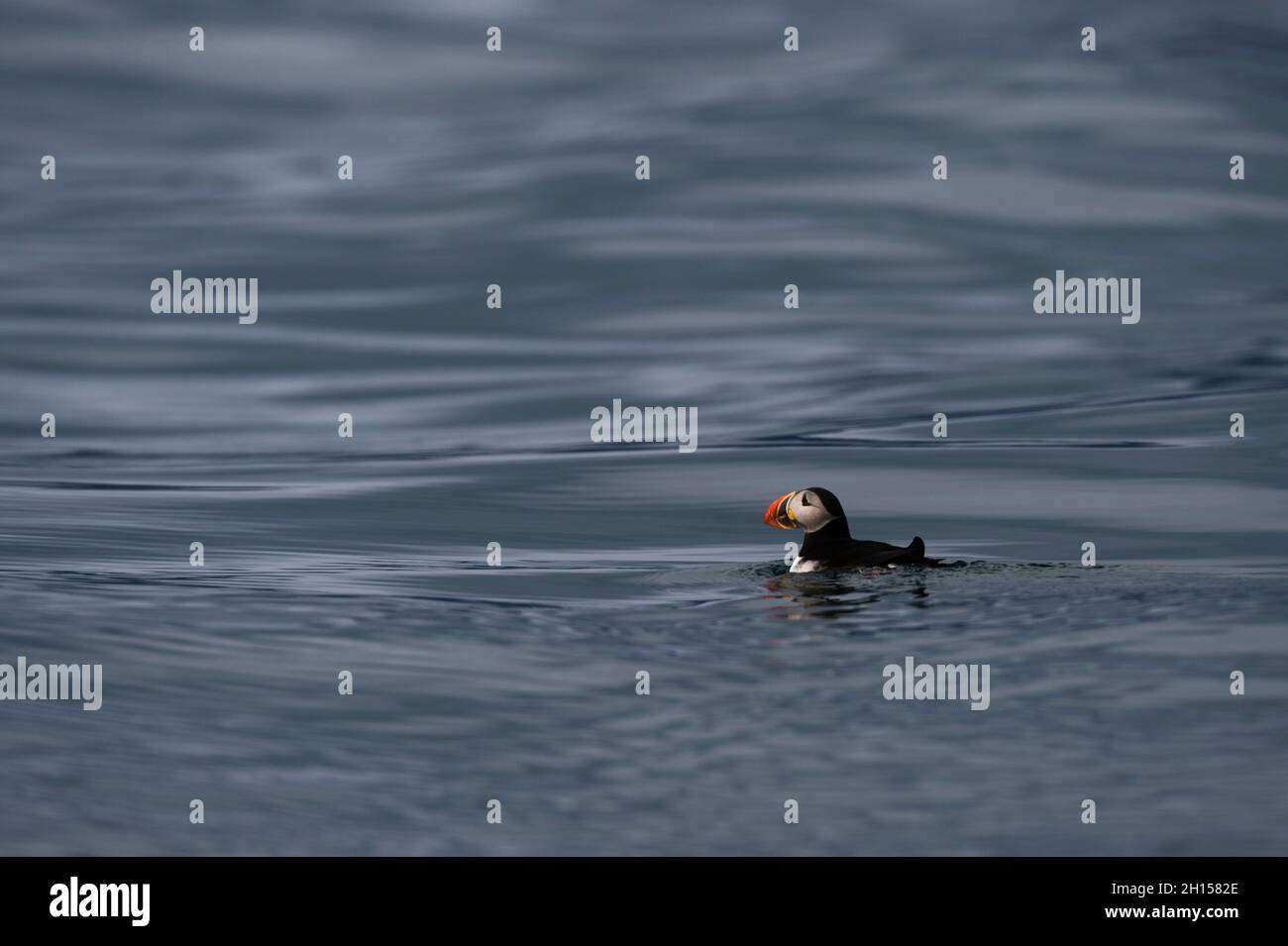 Un puffin Atlantico, Fratercola arctica, nuota a Krossfjorden. Spitsbergen, Svalbard, Norvegia Foto Stock