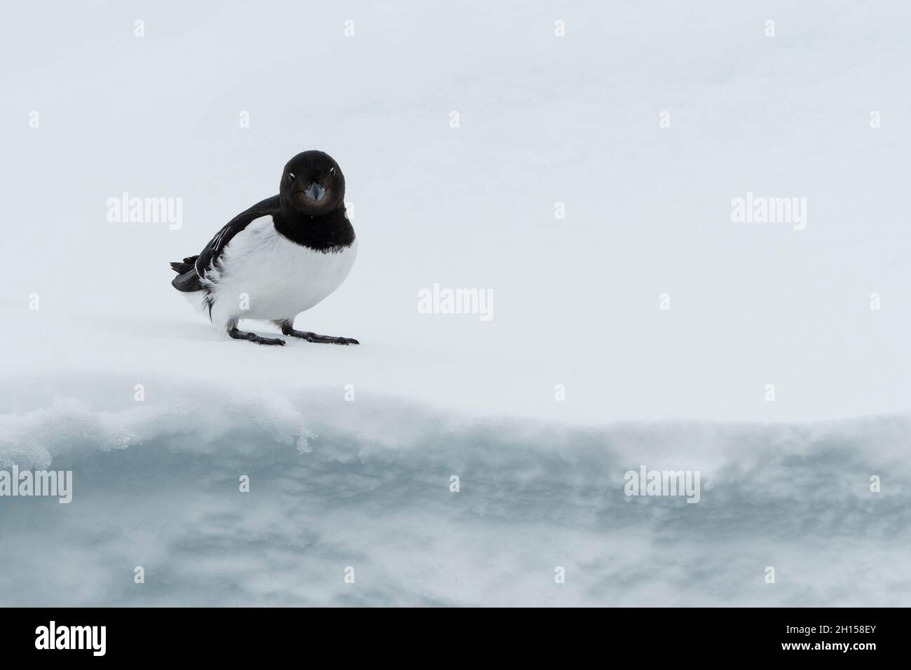 Un piccolo auk, alle alle, riposato su ghiaccio. Nordaustlandet, Svalbard, Norvegia Foto Stock