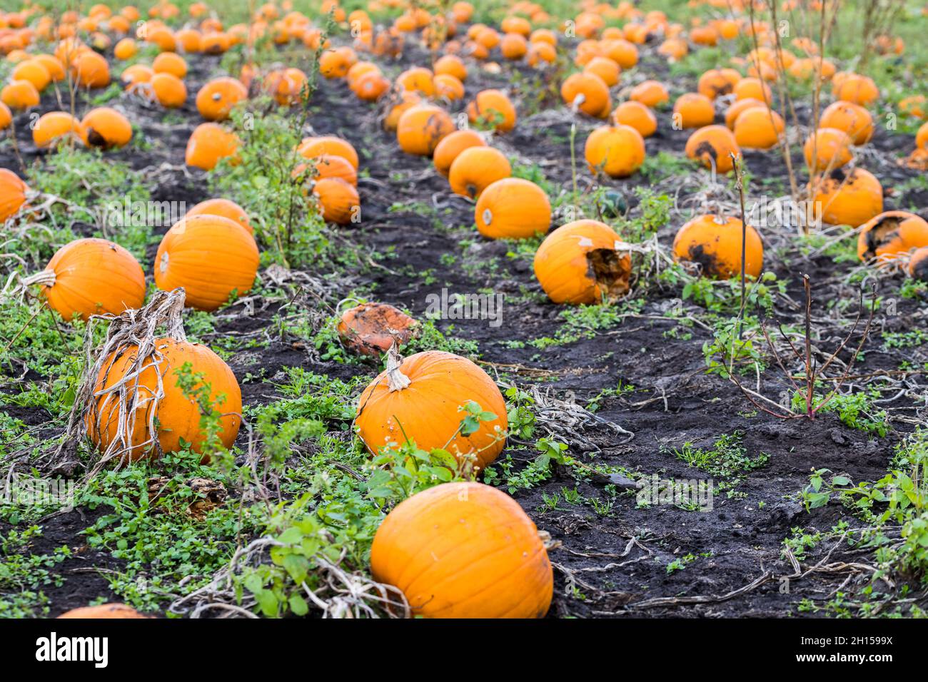 Fila su fila di zucche svaniscono dalla cornice in un campo di zucca vicino a Liverpool nel mese di ottobre 2021. Foto Stock